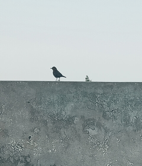 Sparrow on a wall
