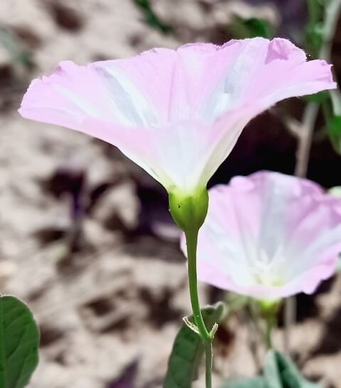 Pink ground vine flower