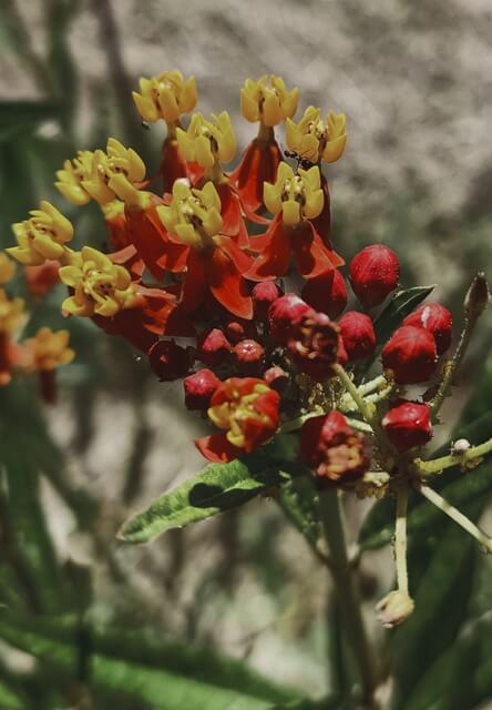 Mexican butterfly weed with ants