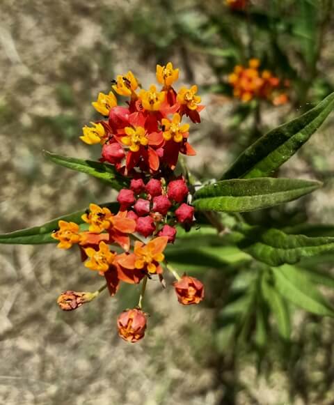 Mexican butterfly weed flowers