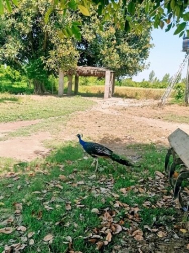 A peacock in fields