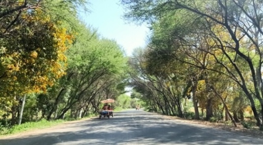 A road with colorful trees 