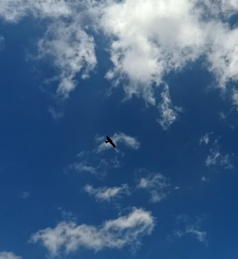 Blue sky with clouds and a kite 