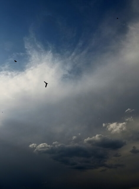Dark clouds with a bird 