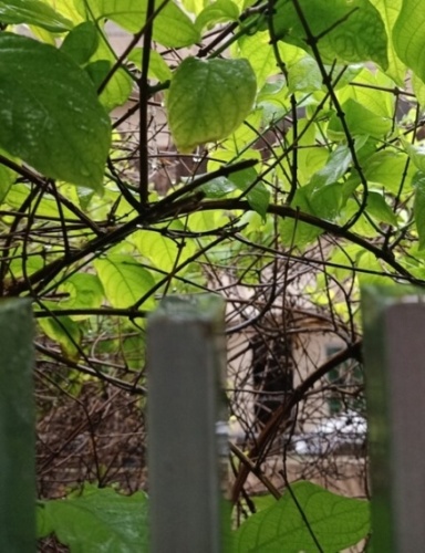 Rangoon creeper vine on a terrace 