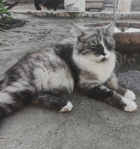 Beautiful Grey Cat 