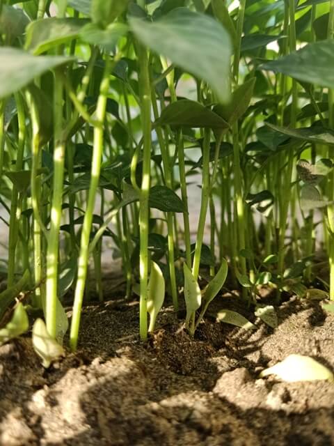 Green chili plants