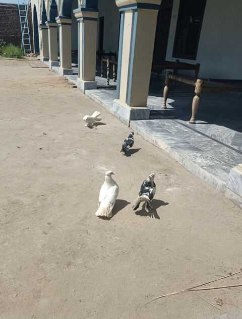 Pigeons in a village home
