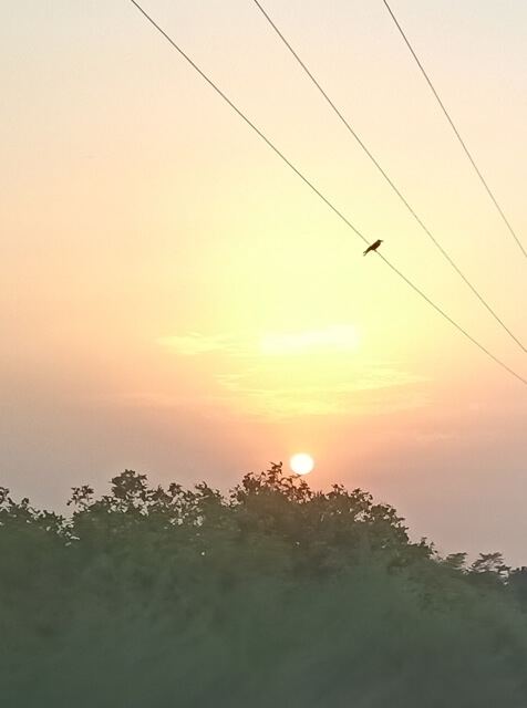 Sunset and an alone bird