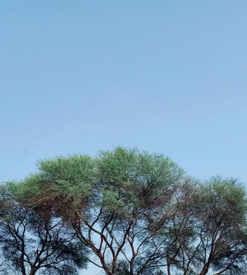 Tree canopy and sky 