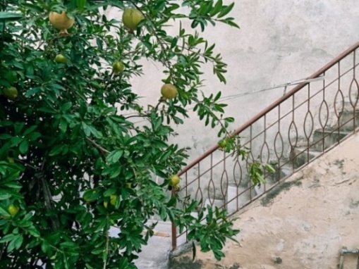 A pomegranate loaded plant with stairs 
