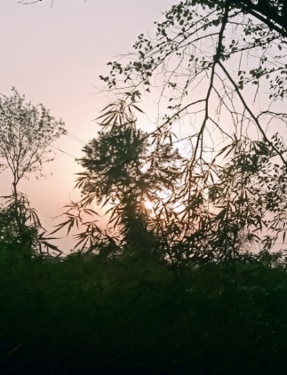 A tree branches in dusk 
