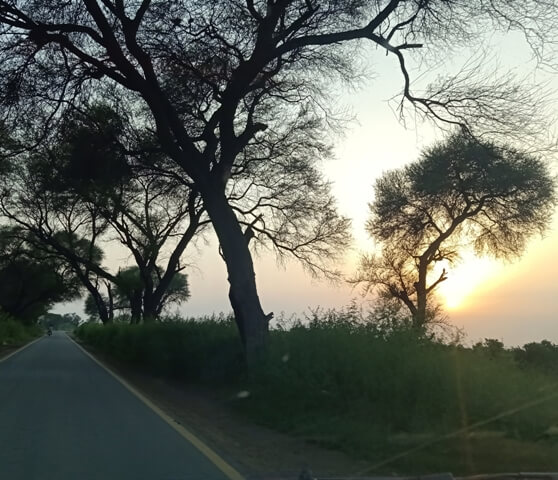 Sunset and trees on a road trip