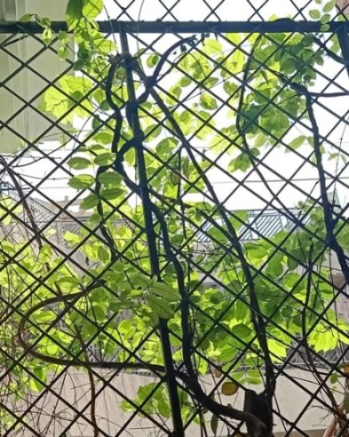 Attractive Rangoon creeper leaves on a gate grill 