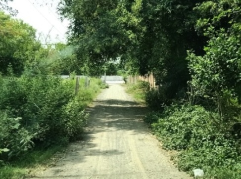 A road through plants