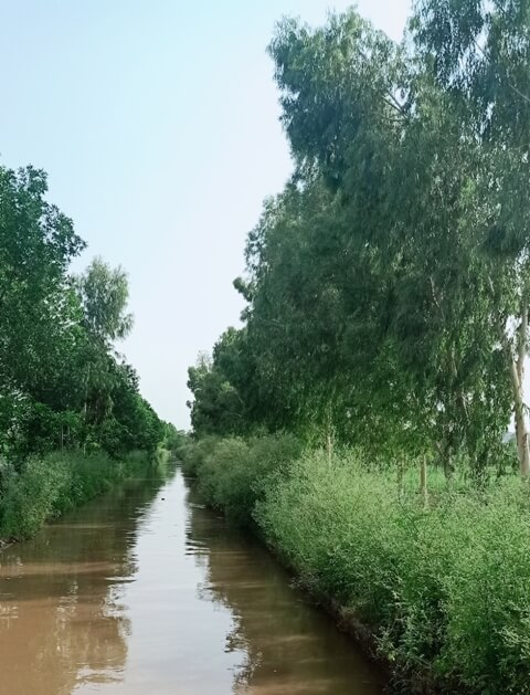 Canal with plants