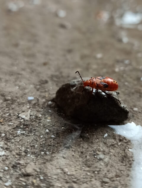 Tiny bug on a rock