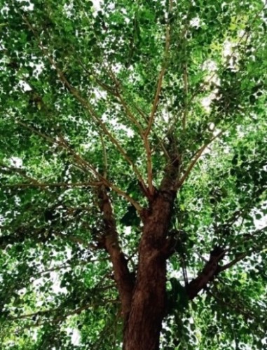 Tree with green leaves 