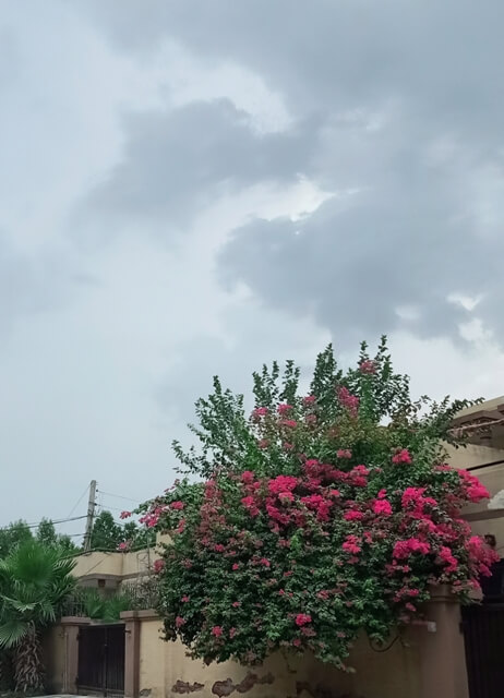 Clouds with bougainvillea 