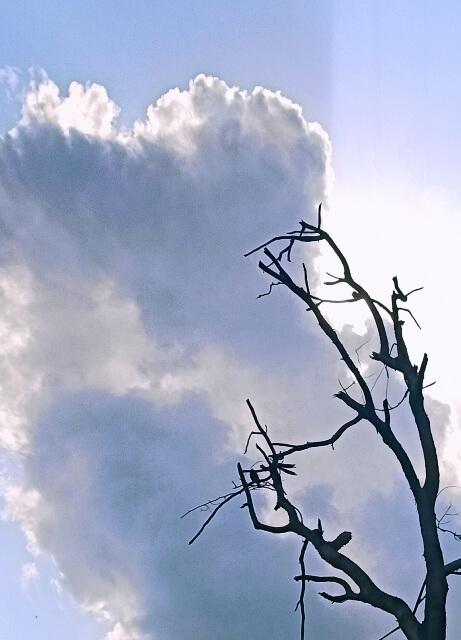 Clouds with tree trunk 