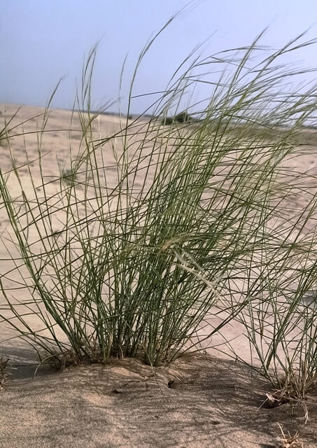 A desert plant