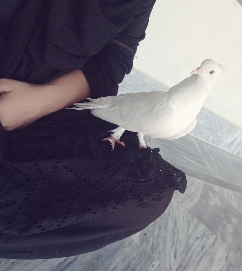 White domestic pigeon 