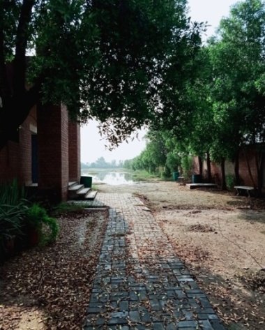 Garden road with plants