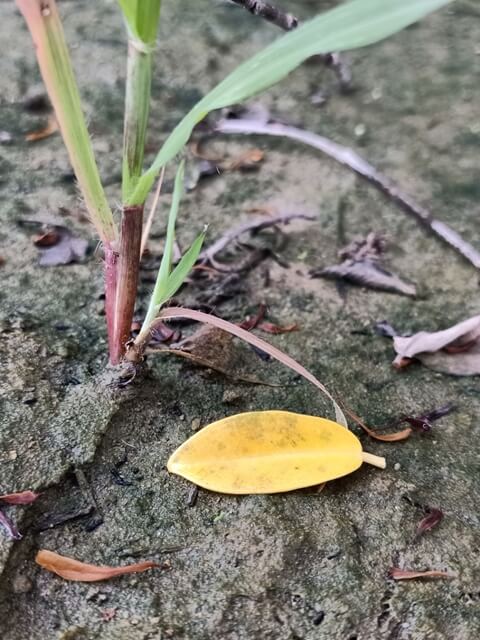 Yellow leaf on soil