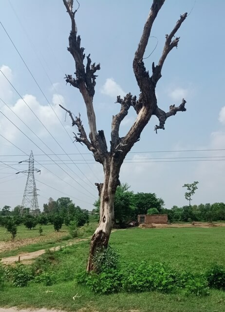 A tree in countryside 