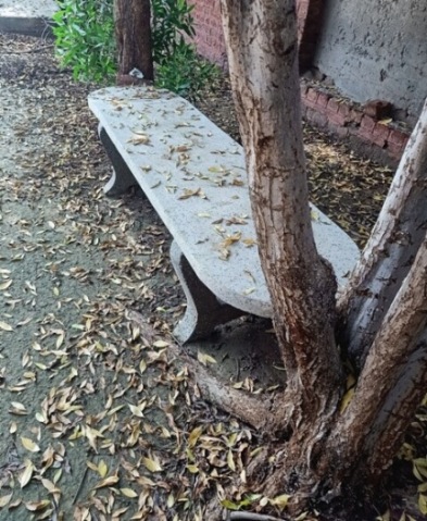 Fallen leaves with bench and tree