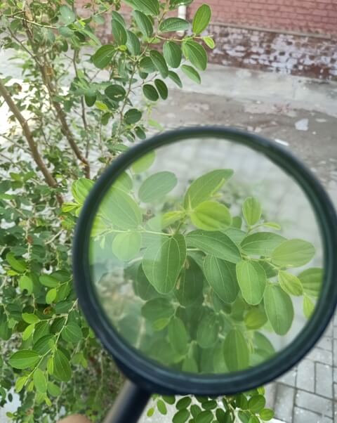 Jujube leaves with hand lens