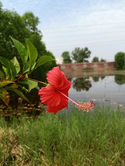 Hibiscus flower with lake view
