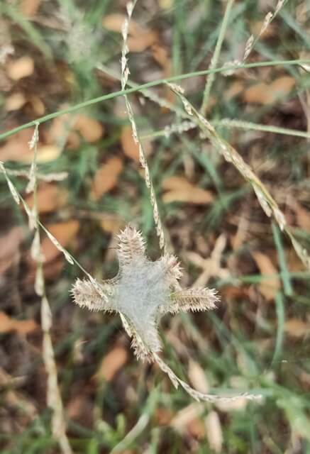 Grass stem with spider web