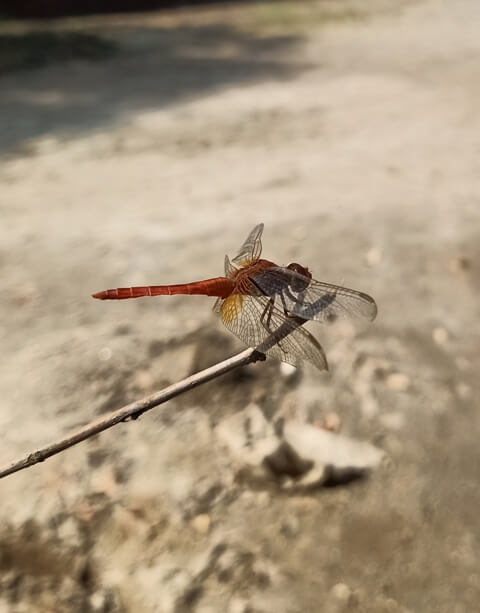 Dragon fly on a branch