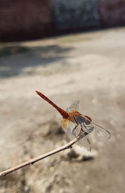 Dragon fly with tilde body posture