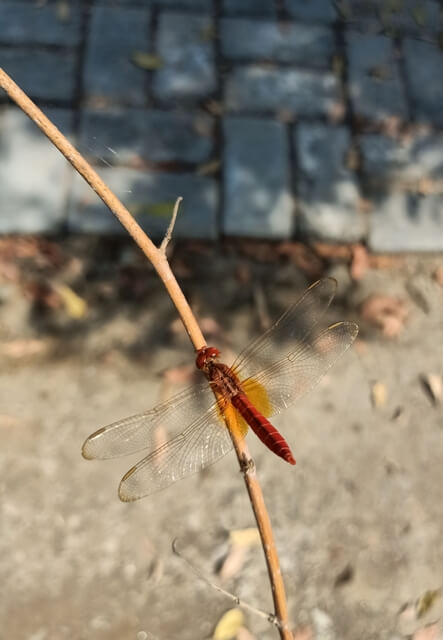 Top view of a dragon fly