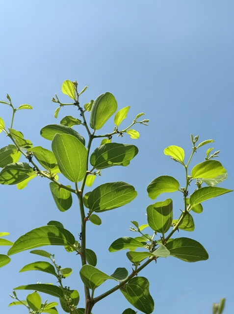 Plant leaves on the sky