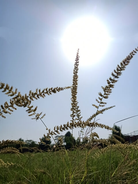Grass stems with sun