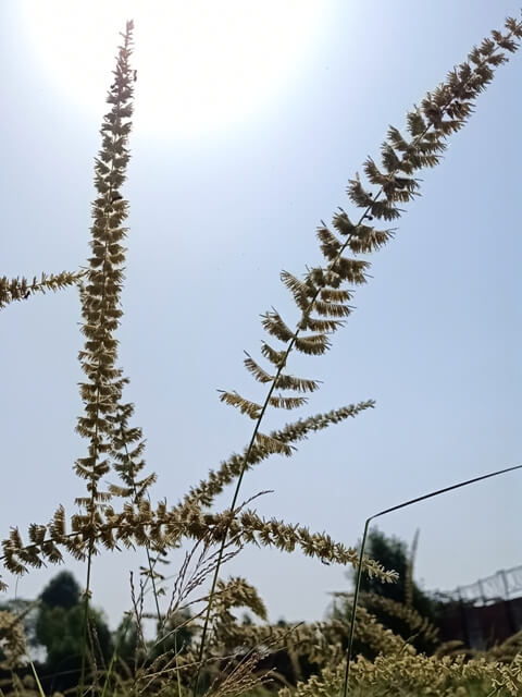 Wild grass stems with sun