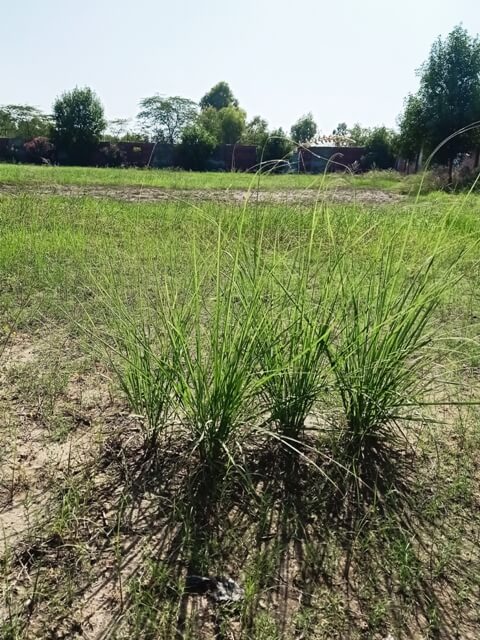 Wild grass growth pattern