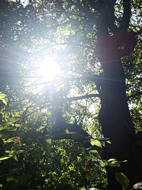 Sun rays and a tree