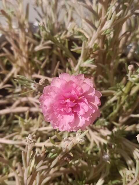 Pink moss rose