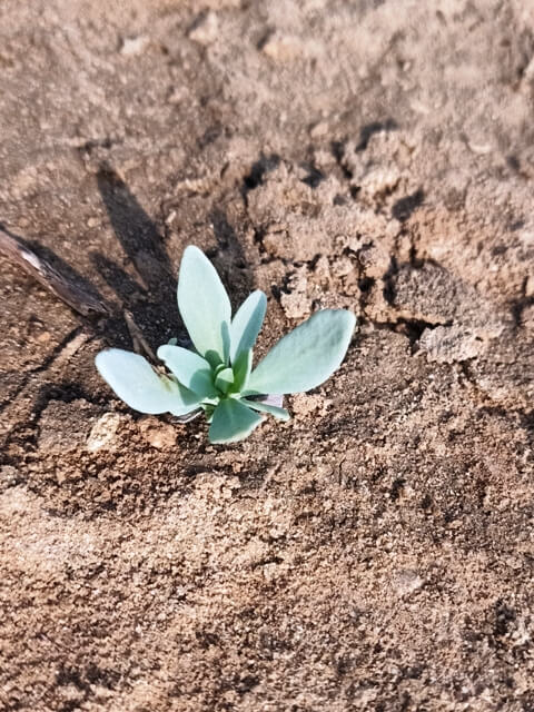 A tiny wild plant