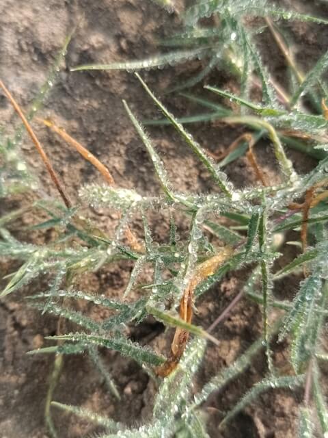 Grass leaves with condensed water drops