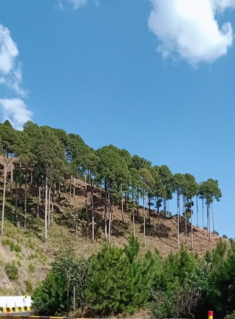 Trees on mountains 