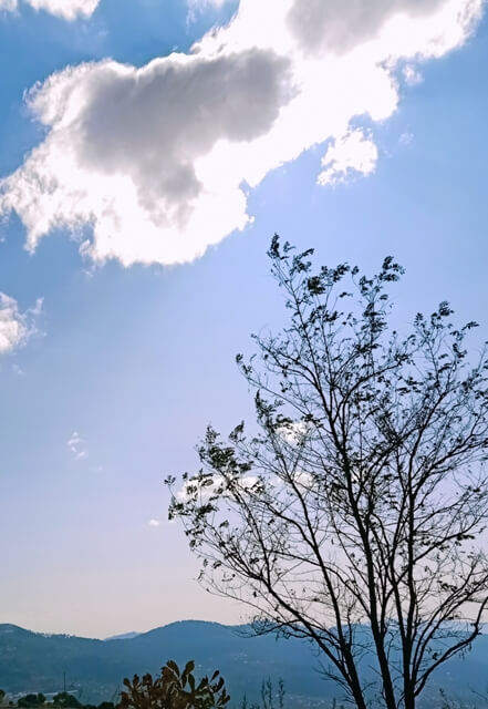 A cloud with a tree 