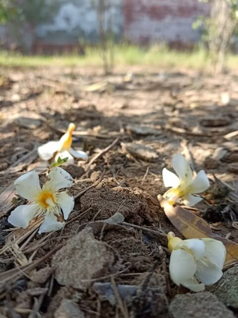 Crape jasmine flowers on the soil 