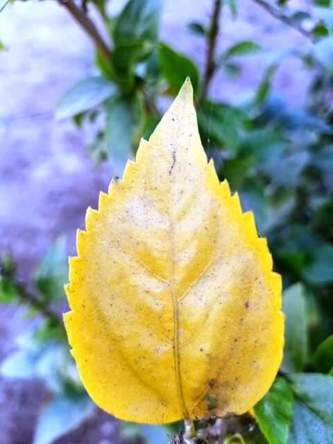 Yellow leaf image 