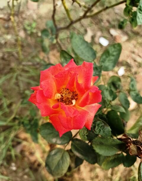 Spring rose in a garden 