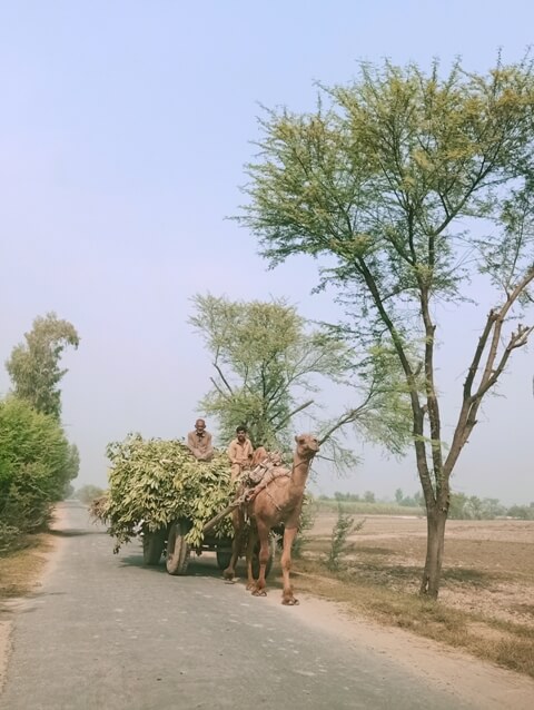 Men traveling on a camel and cart on road